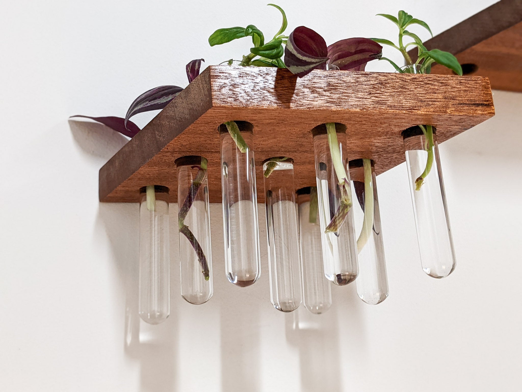 A bottom view of the mahogany rhombus propagation shelf. A variety of glass test tubes dangle from te trapezoid floating shelf that is wall-mounted. The vials are filled with various cuttings of plants that peek over the top of the shelf.